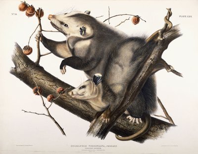 Gambá da Virgínia, 1845 de John James Audubon