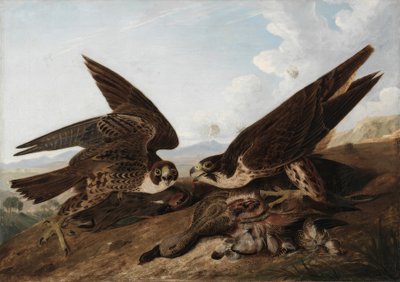 Falcões-peregrinos (abutres-de-pato) de John James Audubon