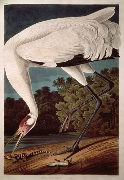 Guindaste, de &39;Birds of America&39; de John James Audubon