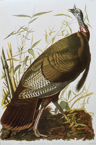 Wild Turkey, de 