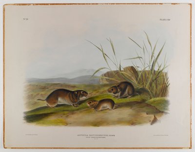 Rato de prado amarelo-bochechas de John James Audubon
