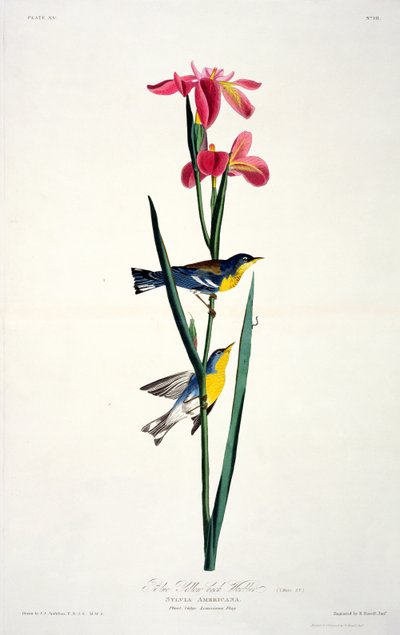 Toutinegra Amarela-para trás azul, dos pássaros da América, gravada por Robert Havell (1793-1878) de John James after Audubon
