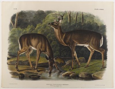 Comum ou Virginia Deer, gravado por John T. Bowen (1801-c.1856) 1848 de John James after Audubon