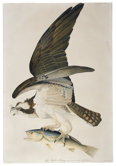 Fish Hawk ou Osprey, litografia por Julius Bien (1826-1909), 1860 de John James after Audubon