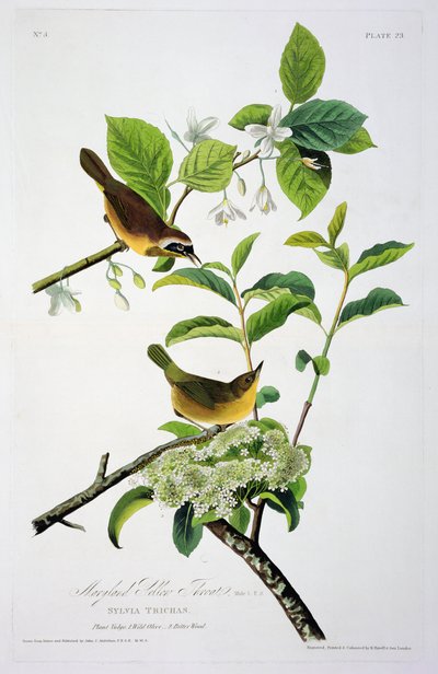 Garganta amarela de Maryland, dos pássaros da América, gravada por Robert Havell (1793-1878) de John James after Audubon