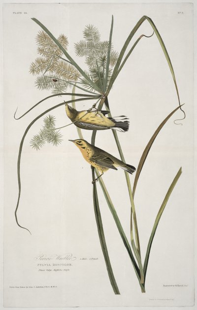 Pradaria Warbler, de aves da América, gravada por Robert Havell (1793-1878) de John James after Audubon