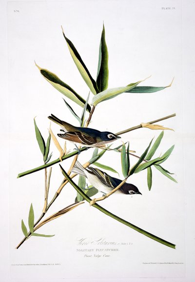 Papa-moscas solitário, dos pássaros da América, gravado por Robert Havell (1793-1878) de John James after Audubon