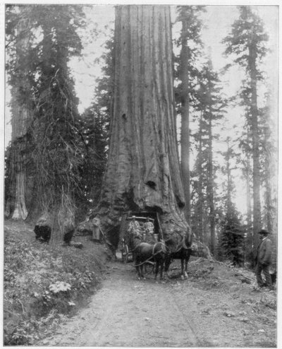 Estrada passando por uma sequóia gigante, Mariposa Grove, Wawona, Califórnia, final do século XIX de John L. Stoddard