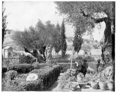 O Jardim do Getsêmani, Palestina, final do século XIX. de John L. Stoddard