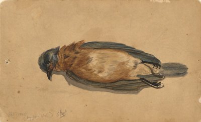pássaro morto de John La Farge
