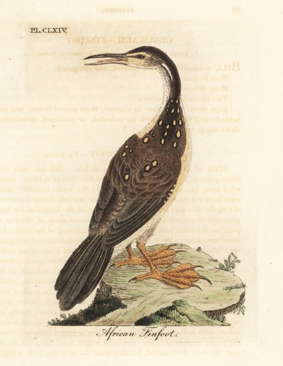 Pé de barbatana africana, Podica senegalensis. Placa de cobre colorida à mão desenhada e gravada por John Latham de sua própria A General History of Birds, Winchester de John Latham