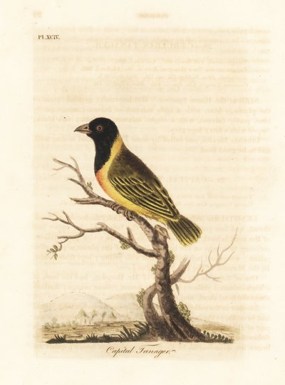 Tecelão de colarinho amarelo de cabeça preta, Ploceus melanocephalus capitalis (Capital tanager, Tanagra capitalis). Placa de cobre colorida à mão desenhada e gravada por John Latham de sua própria A General History of Birds, Winchester de John Latham