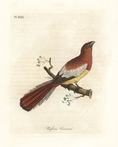 Trogon-de-garganta-preta, Trogon rufus, fêmea (Rufous curucui, Trogon rufus). Copiado da ilustração de Martinet do Cayenne para Buffon Coucou uma fila rousse. Placa de cobre colorida à mão desenhada e gravada por John Latham de sua própria A General Histor de John Latham