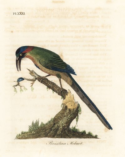 Motmot-de-coroa-azul, Momotus momota (motmot brasileiro, Momotus brasiliensis). Placa de cobre colorida à mão desenhada e gravada por John Latham de sua própria A General History of Birds, Winchester de John Latham