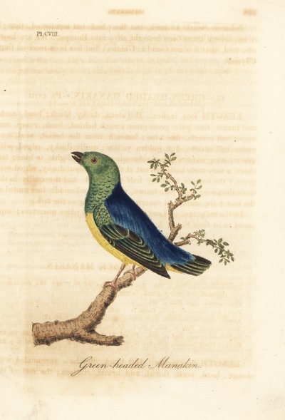 Clorofonia de nuca azul, Chlorophonia cyanea (manaquim de cabeça verde, nativa da América do Sul). Placa de cobre colorida à mão desenhada e gravada por John Latham de sua própria A General History of Birds, Winchester de John Latham