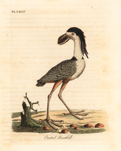 Garça-de-bico-barco, Cochlearius cochlearius (cancroma cochlearia). Placa de cobre colorida à mão desenhada e gravada por John Latham de sua própria A General History of Birds, Winchester de John Latham