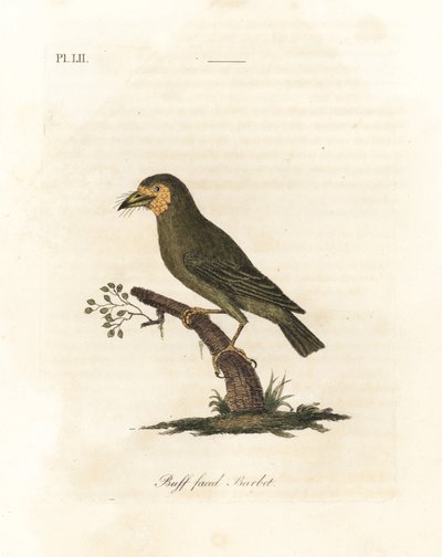 Barbet de cabeça marrom, Megalaima zeylanica? (Barbet de cara preta, Bucco lathami). De um espécime rotulado Megalaima lathami no Museu Britânico. Placa de cobre colorida à mão desenhada e gravada por John Latham de sua própria A General History of Birds,  de John Latham
