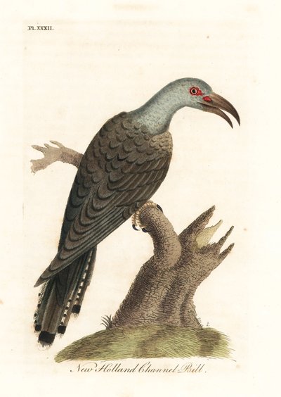 Cuco-de-bico-canal, Scythrops novaehollandiae (bico-de-canal australiano, calau Psittáceo). Placa de cobre colorida à mão desenhada e gravada por John Latham de sua própria A General History of Birds, Winchester de John Latham