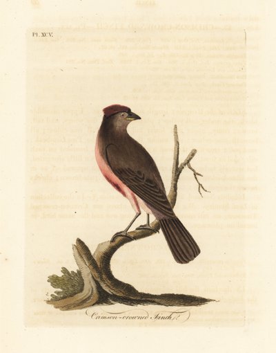 Redpoll comum, Carduelis flammea (Fringilla flammea). Placa de cobre colorida à mão desenhada e gravada por John Latham de sua própria A General History of Birds, Winchester de John Latham