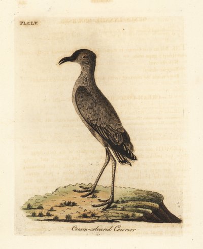 Cursor de cor creme, Cursorius cursor (Cursorius europaeus). Placa de cobre colorida à mão desenhada e gravada por John Latham de sua própria A General History of Birds, Winchester de John Latham