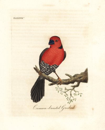 Grosbeak de peito carmesim. Espécie desconhecida ou possivelmente extinta de grosbeak nativa da África. Placa de cobre colorida à mão desenhada e gravada por John Latham de sua própria A General History of Birds, Winchester de John Latham