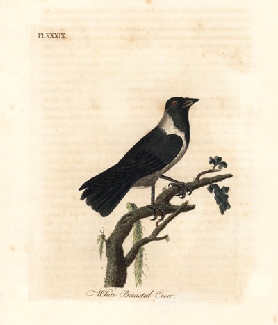 Gralha Daurian, Corvus dauuricus (corvo-de-peito-branco, Corvus dauricus). Placa de cobre colorida à mão desenhada e gravada por John Latham de sua própria A General History of Birds, Winchester de John Latham
