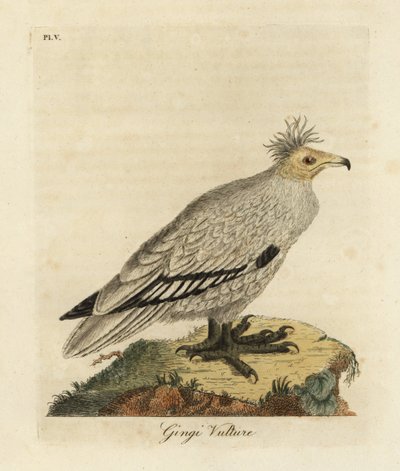 Abutre egípcio, Neophron percnopterus ginginianus.1824 (gravura) de John Latham