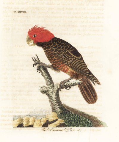 Cacatua gang-gang, Callocephalon fimbriatum (papagaio-de-coroa-vermelha, Psittacus galeatus). Placa de cobre colorida à mão desenhada e gravada por John Latham de sua própria A General History of Birds, Winchester de John Latham