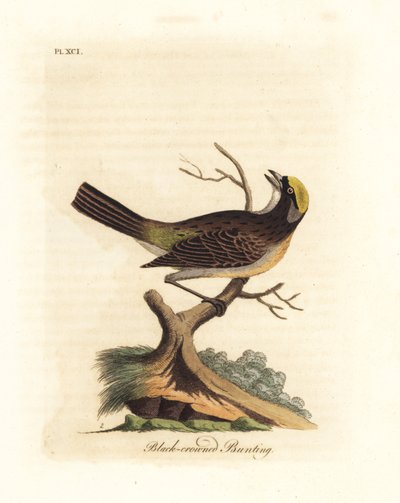 Pardal-de-coroa-dourada, Zonotrichia atricapilla (Bandeira-de-coroa-preta, Emberiza atricapilla). Placa de cobre colorida à mão desenhada e gravada por John Latham de sua própria A General History of Birds, Winchester de John Latham