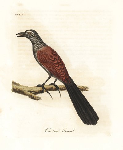 Grande coucal ou faisão corvo, Centropus sinensis (castanha coucal). Placa de cobre colorida à mão desenhada e gravada por John Latham de sua própria A General History of Birds, Winchester de John Latham