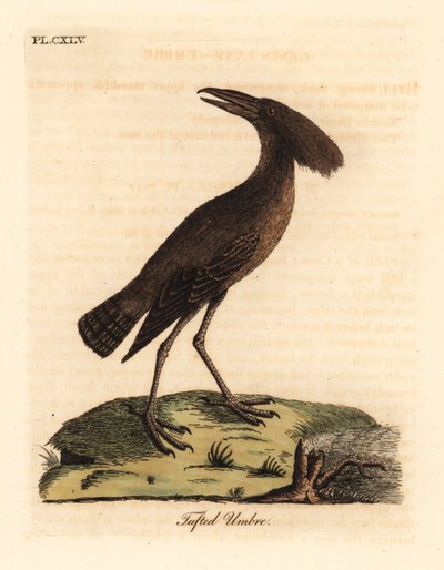 Hamerkop, Scopus umbretta (umbre tufado). Placa de cobre colorida à mão desenhada e gravada por John Latham de sua própria A General History of Birds, Winchester de John Latham