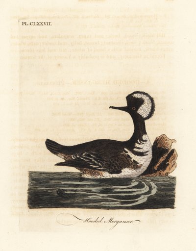 merganso com capuz, Lophodytes cucullatus (Mergus cucullatus). Placa de cobre colorida à mão desenhada e gravada por John Latham de sua própria A General History of Birds, Winchester de John Latham