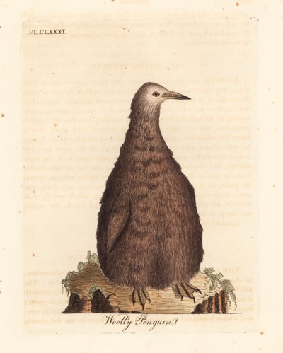 Pinguim-rei, Aptenodytes patagonicus, juvenil (Pinguim Woolly). Placa de cobre colorida à mão desenhada e gravada por John Latham de sua própria A General History of Birds, Winchester de John Latham