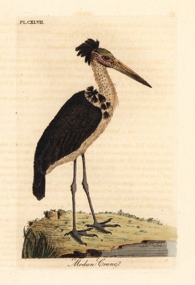 Auxiliar menor, Leptoptilos javanicus. Vulnerável. (Crânio de Modun.) Placa de cobre colorida à mão desenhada e gravada por John Latham de seu próprio A General History of Birds, Winchester de John Latham
