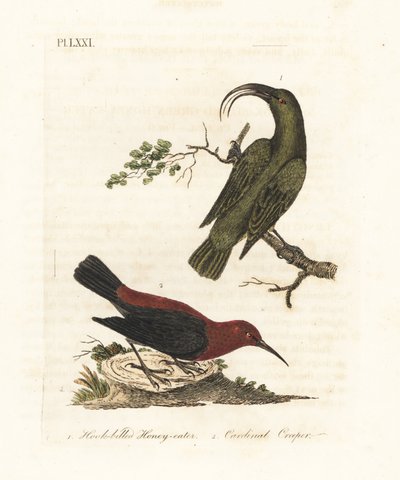 Menor akialoa, Hemignathus obscurus (extinto) e cardinal myzomela, Myzomela cardinalis. (Comedor de mel verde de bico de anzol, Certhia obscura, nativa do Havaí, e comedor de mel cardinal, Certhia cardinalis, nativo de Tanna, Vanuatu.) Placa de cobre color de John Latham