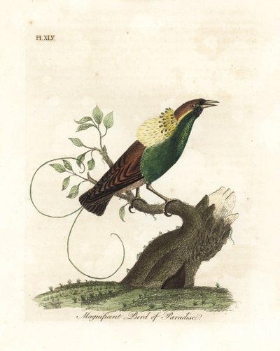Magnífica ave-do-paraíso, Diphyllodes magnificus (Paradisea magnifica). Placa de cobre colorida à mão desenhada e gravada por John Latham de sua própria A General History of Birds, Winchester de John Latham