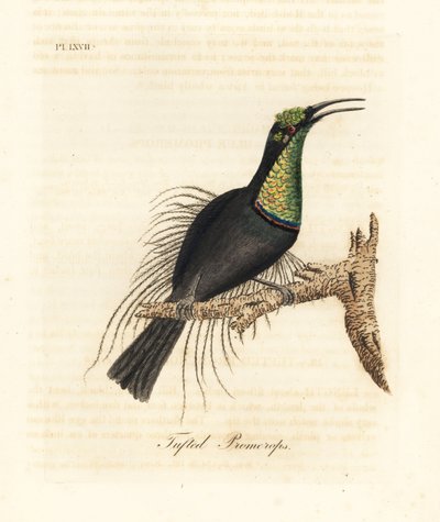 Riflebird magnífico, Ptiloris magnificus (promerops tufado). Desenhado de um espécime no Museu de Bullock. Placa de cobre colorida à mão desenhada e gravada por John Latham de sua própria A General History of Birds, Winchester de John Latham