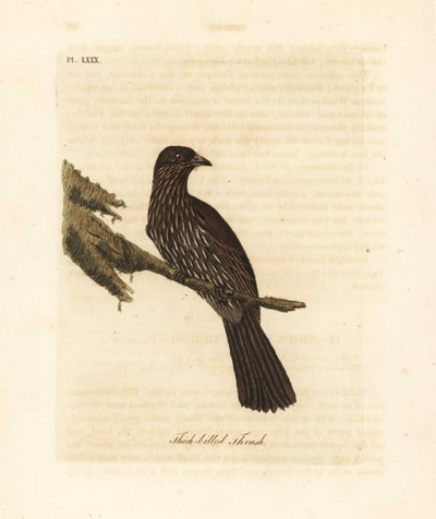 Piopio da Ilha Sul da Nova Zelândia, Turnagra capensis. Extinto. (Tordo-de-bico grosso, Turdus crassirostris.) Placa de cobre colorida à mão desenhada e gravada por John Latham de seu próprio A General History of Birds, Winchester de John Latham
