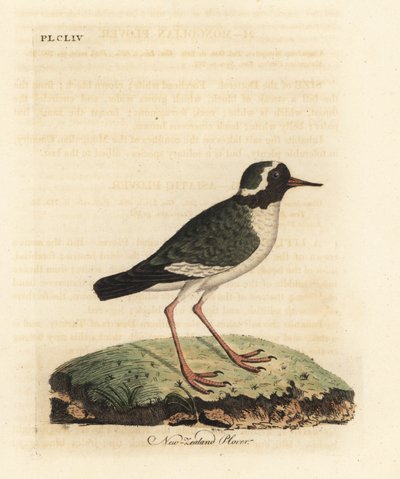 Tarambola da Nova Zelândia, Charadrius obscuro (Charadrius novae Zealandiae). Ameaçadas de extinção. Placa de cobre colorida à mão desenhada e gravada por John Latham de sua própria A General History of Birds, Winchester de John Latham