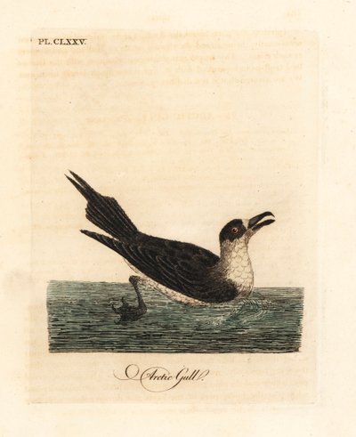 Jaeger parasita, skua ártico ou skua parasita, Stercorarius parasiticus (gaivota do Ártico, Larus parasiticus). Placa de cobre colorida à mão desenhada e gravada por John Latham de sua própria A General History of Birds, Winchester de John Latham