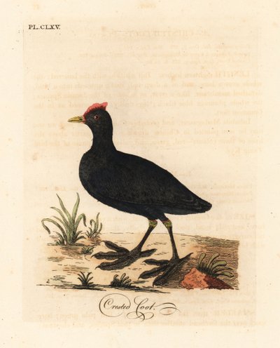 Galeirão-de-botão-vermelho ou galeirão-de-crista, Fulica cristata. Placa de cobre colorida à mão desenhada e gravada por John Latham de sua própria A General History of Birds, Winchester de John Latham
