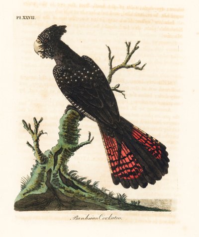 Cacatua preta de cauda vermelha, Calyptorhynchus banksii (cacatua de Banksian, Psittacus banksii). Placa de cobre colorida à mão desenhada e gravada por John Latham de sua própria A General History of Birds, Winchester de John Latham
