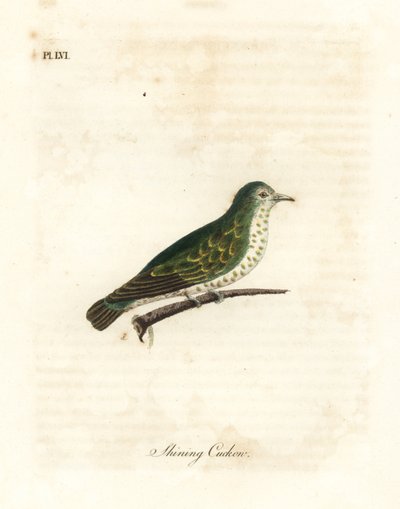 Cuco de bronze brilhante, Chrysococcyx lucidus (cuco brilhante, Cuculus lucidus). Placa de cobre colorida à mão desenhada e gravada por John Latham de sua própria A General History of Birds, Winchester de John Latham