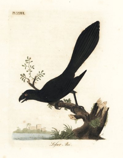 Ani de bico liso ou ani menor, Crotophaga ani. Placa de cobre colorida à mão desenhada e gravada por John Latham de sua própria A General History of Birds, Winchester de John Latham