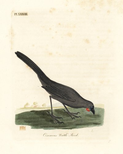 Ilha do Sul, Nova Zelândia kokako, Callaeas cinerea cinerea, declarada extinta em 2007 (Cinereous wattle bird, Calloeas cinerea). Placa de cobre colorida à mão desenhada e gravada por John Latham de sua própria A General History of Birds, Winchester de John Latham