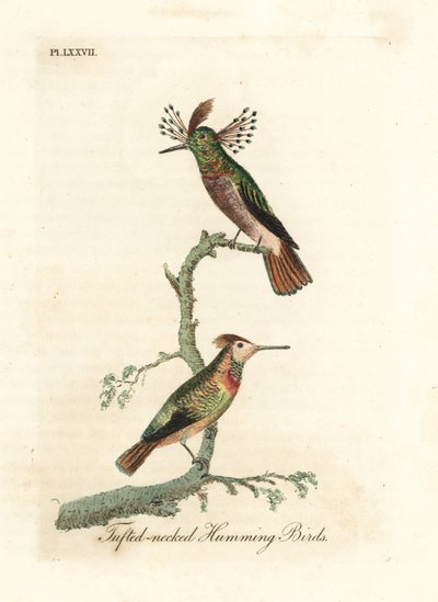 Galos adornados, Lophornis ornatus (colibris de pescoço tufado, Trochilus ornatus). Masculino e feminino. Placa de cobre colorida à mão desenhada e gravada por John Latham de sua própria A General History of Birds, Winchester de John Latham