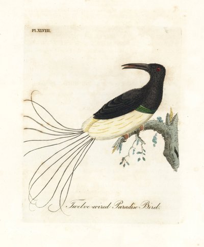 Ave-do-paraíso de doze fios, Seleucidis melanoleucus (Paradisea nigricans). Placa de cobre colorida à mão desenhada e gravada por John Latham de sua própria A General History of Birds, Winchester de John Latham