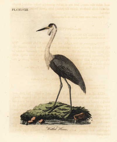 Crânio Wattled, Bugeranus carunculatus. Vulnerável. (Garça-real, Ardea carunculata.) Placa de cobre colorida à mão desenhada e gravada por John Latham de seu próprio A General History of Birds, Winchester de John Latham