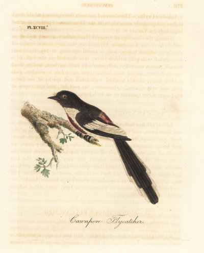 Minivet de barriga branca, Pericrocotus erythropygius (cawnpore flycatcher). Índia. Placa de cobre colorida à mão desenhada e gravada por John Latham de sua própria A General History of Birds, Winchester de John Latham