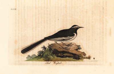 Alvéola-de-sobrancelha-branca, Alvéola de pés largos, Motacilla maderaspatensis. (Alvéola-pé da Índia). Placa de cobre colorida à mão desenhada e gravada por John Latham de sua própria A General History of Birds, Winchester de John Latham